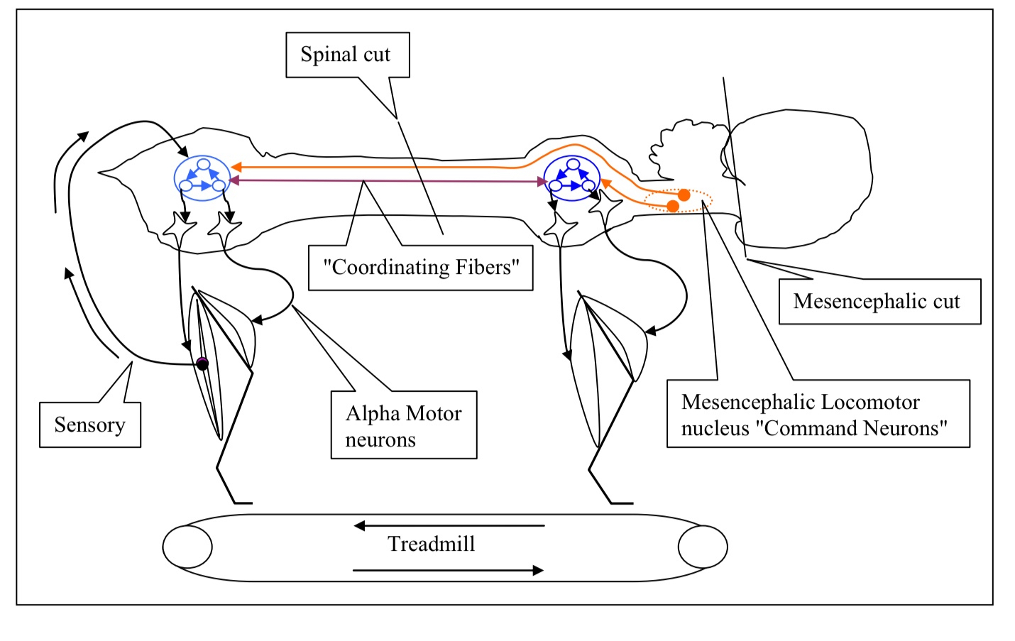 <p>What does the diagram depict?</p>