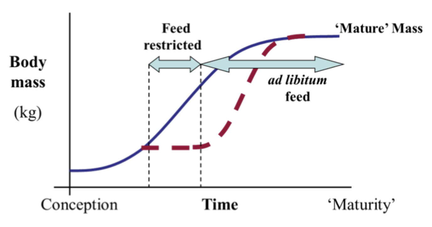 <p>farm model which involves restricting food for a period of time and then feeding a lot to allow rapid growth, often used in winter when food is more scarce and then animals are able to graze in spring</p>