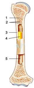 <p>5</p>