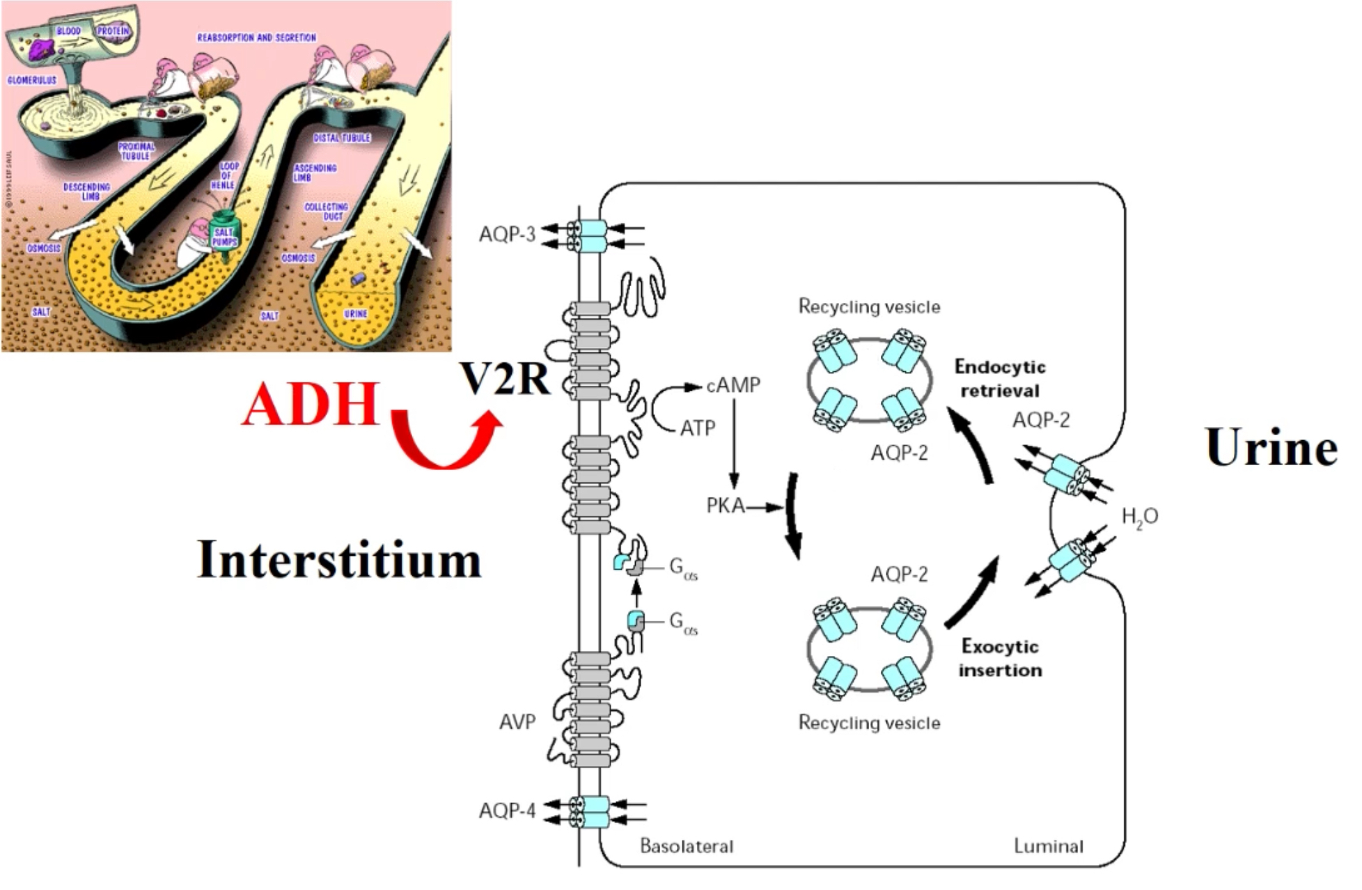 <p><span>L'ADH va se fixer à des récepteurs spécifiques :</span></p><ul><li><p><span>﻿﻿Les récepteurs V2 localisés au niveau du pôle basal de la cellule principale du canal collecteur</span></p><ul><li><p><span>﻿﻿Le pôle apical fait face à l'urine</span></p></li><li><p><span>﻿﻿Le pôle basal est dirigé vers l'interstitium</span></p></li></ul></li></ul><p><span>La fixation va entraîner un export à la membrane apicale de canaux à eau : Les aquaporines 2</span></p><ul><li><p><span>Plus il y a d'ADH (rend imperméable la cellule) et plus les transporteurs aquaporines 2 seront présents et nombreux à la membrane</span></p></li><li><p><span>Favorisent la réabsorption d'eau de la lumière urinaire vers l'interstitium</span></p></li></ul><p><span>L'eau réabsorbée ressort de la cellule via d'autres canaux à eau</span></p><ul><li><p><span>Elle est sécrétée au pôle basolatéral via une transcytose</span></p></li></ul><p><span>Tout cela se fait dans ce sens car la concentration osmolale au niveau de l'interstitium médullaire est particulièrement élevée</span></p><ul><li><p><span>La perméabilité des cellules du canal collecteur va déterminer la réabsorption ou non de l'eau</span></p></li></ul>