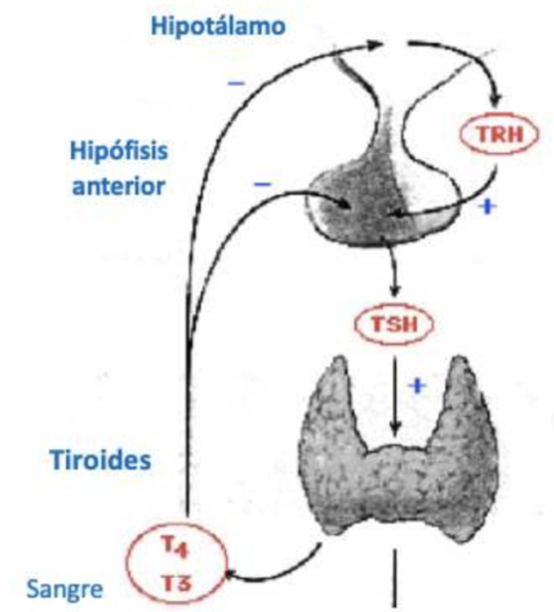 <p>eje hipotálamo-hipofisario-tiroideo:</p><p>hipotalamo produce TRH → estimula hipófisis anterior → produce TSH → estimula a tiroides → produce T3 y T4</p>