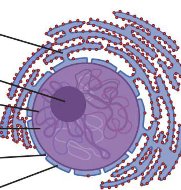 <p>What is this Organelle?</p>