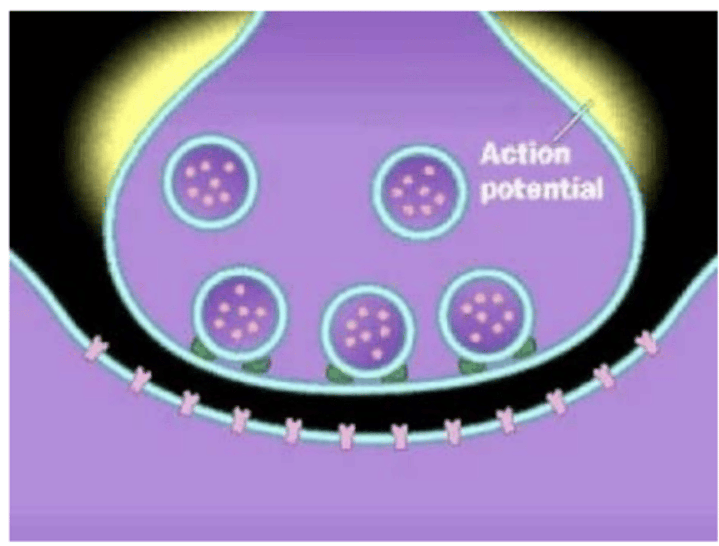 <p>synaptic transmission (neurotransmission)</p>