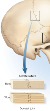 <p>Serrate sutures</p>