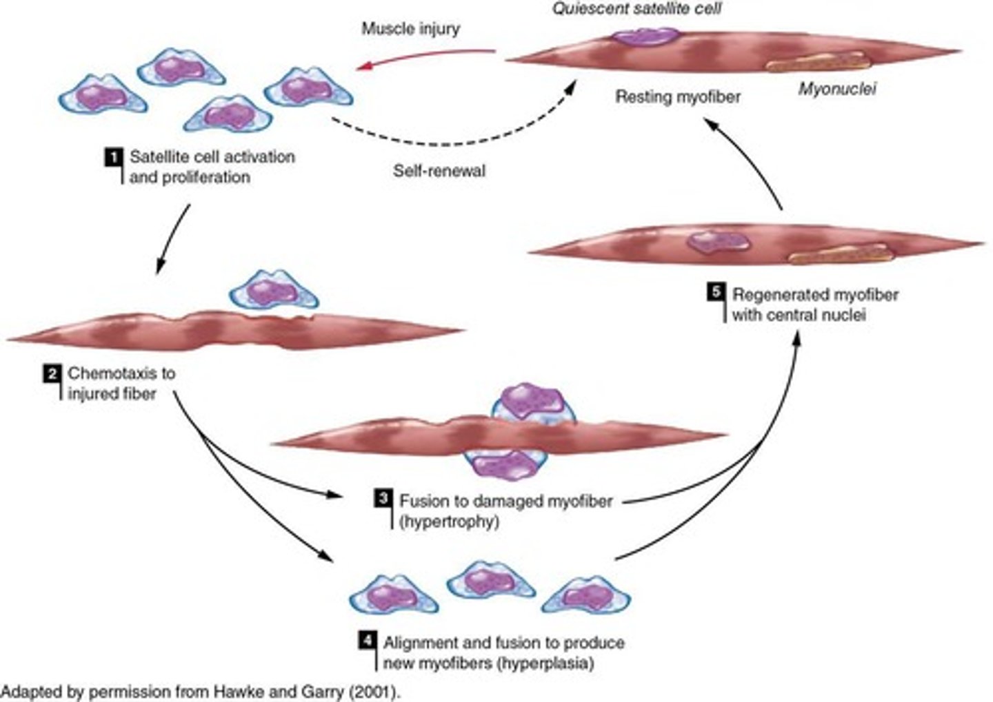 <p>Hypertrophy requires satellite cell differentiation to generate new myonuclei before increasing cross-sectional area.</p>