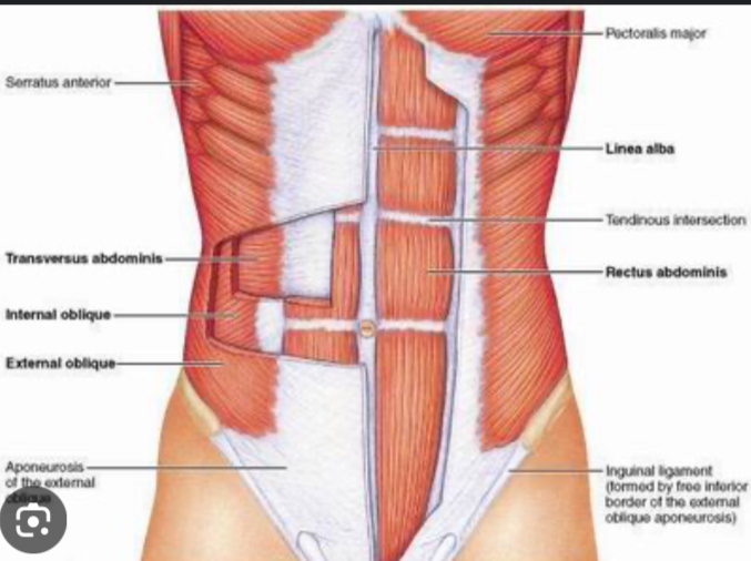 <ul><li><p>Muscle along the lateral abdominal wall</p></li><li><p>Run from lower ribs down to pelvis </p></li><li><p>Action flexes vertebral column </p></li></ul>