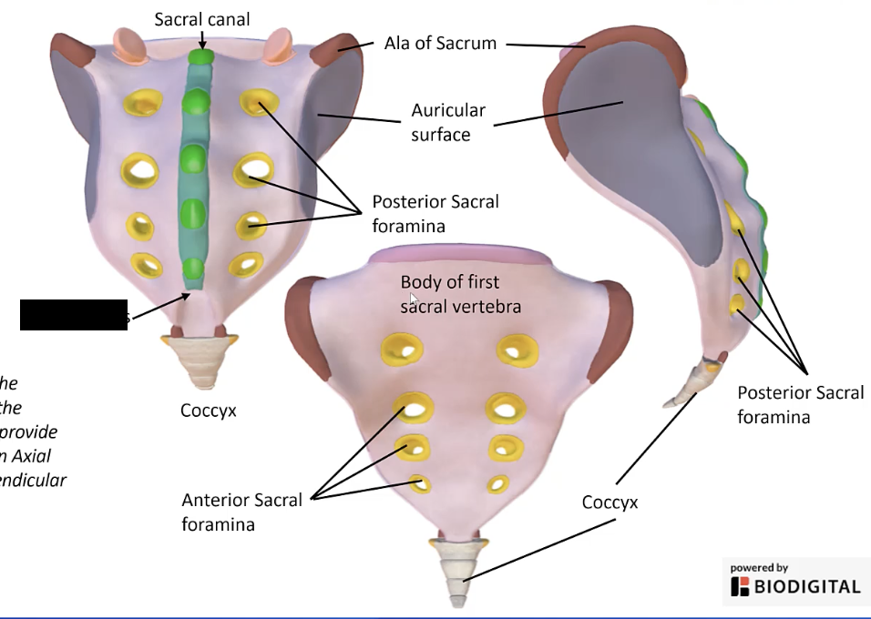<p>The opening at the inferior end of the sacral canal</p>