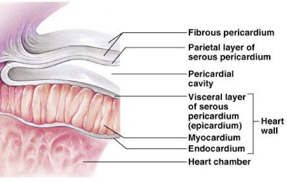 <ul><li><p>superficial fibrous pericardium</p></li><li><p>Deep 2-layer pericardium</p></li><li><p>Parietal layer - lines the internal surface of the fibrous pericardium</p></li><li><p>Visceral layer (epicardium)-lines the surface of the heart&nbsp;</p><ul><li><p>separated by the fluid-filled pericardial cavity </p></li></ul></li></ul><p></p>
