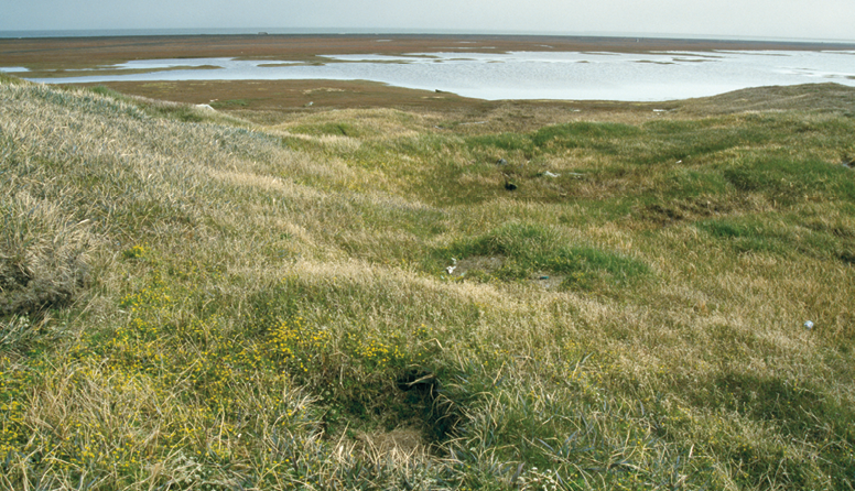 <p><strong>Značilne skupine rastlinstva</strong></p><p>Opiši rastlinstvo na sliki.</p>