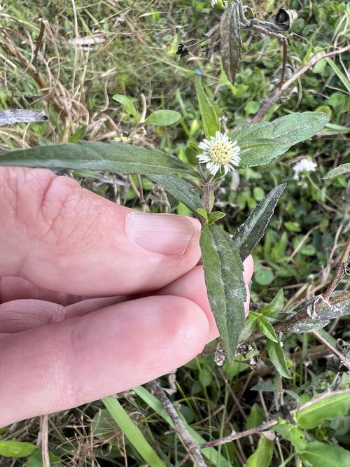 <p>Whitish disc florets, extremely reduced pappus, creeping form, disturbed moist environments</p>