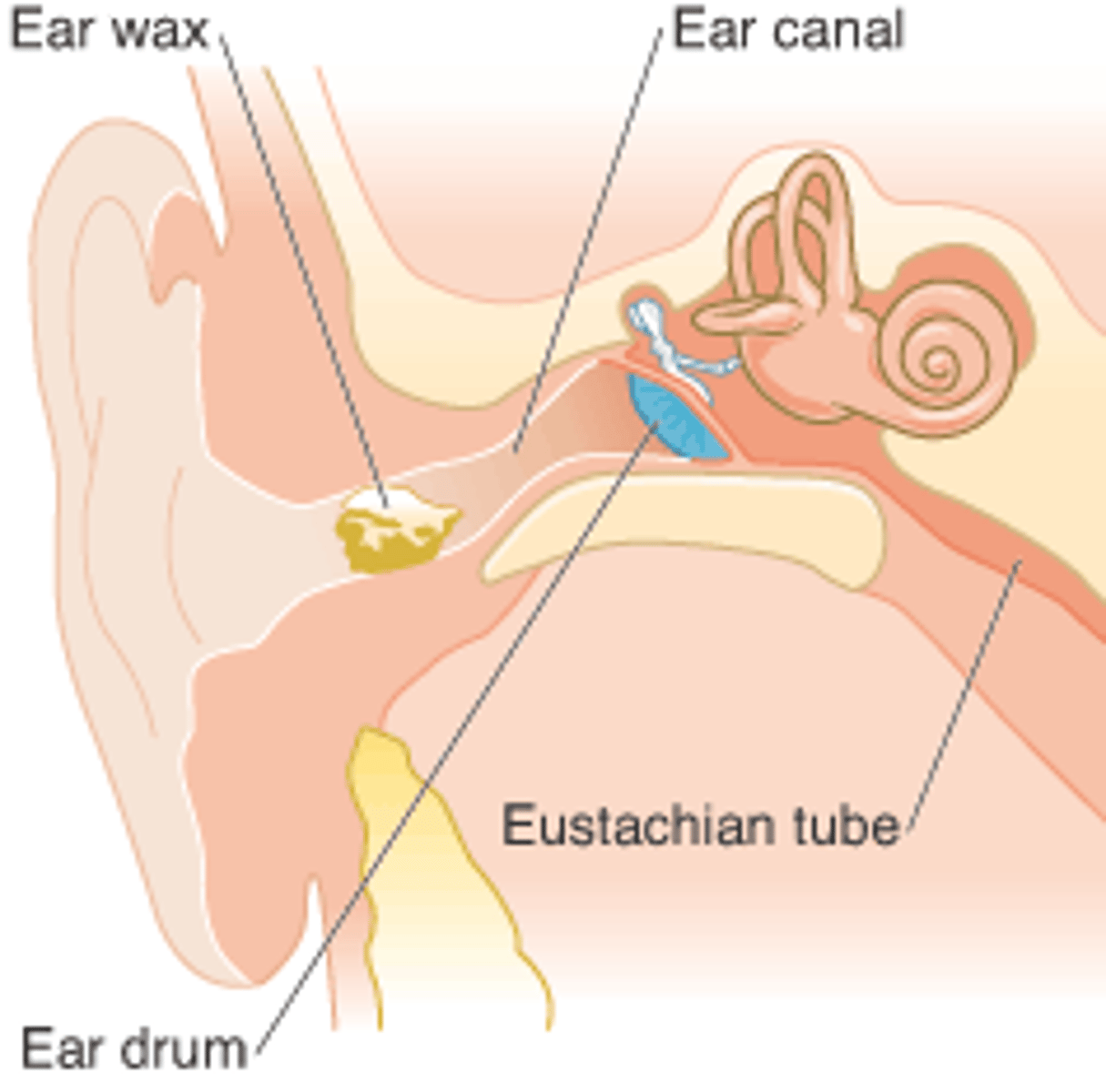 <p>Earwax</p>