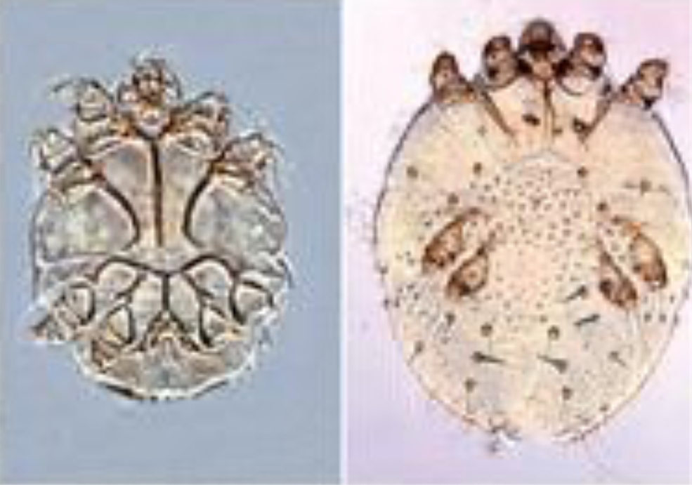 <p>What is this ectoparasite</p>