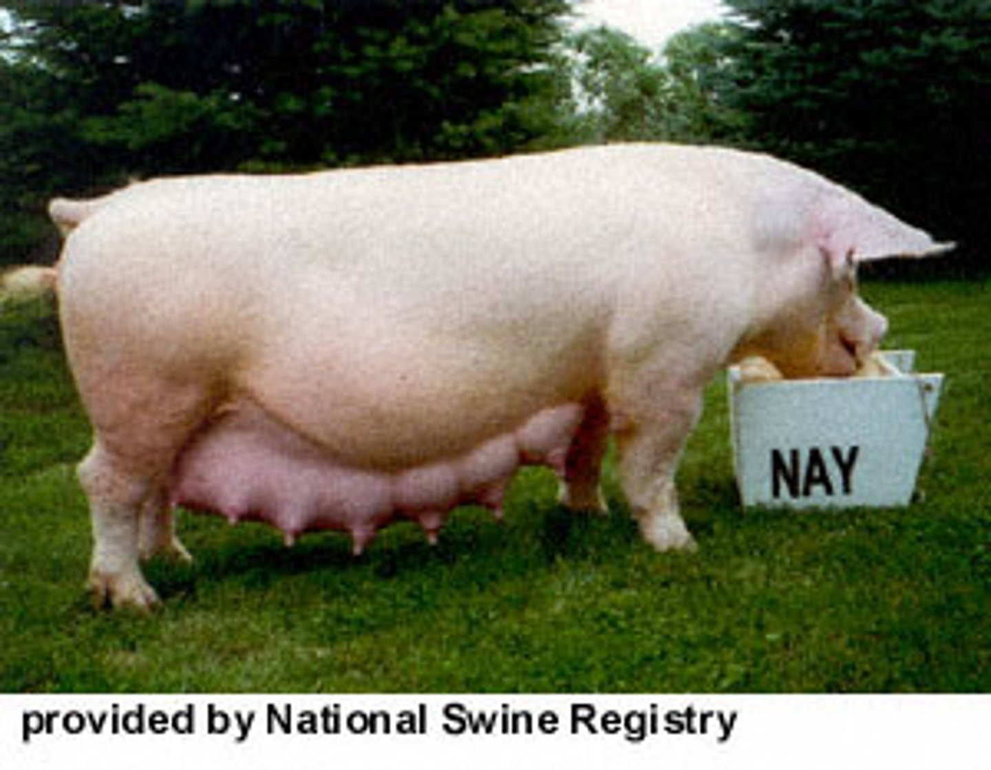 <p>Originated in England, white, large, erect ears, known as 'The Mother Breed', produces large litters, bacon-type hog.</p>