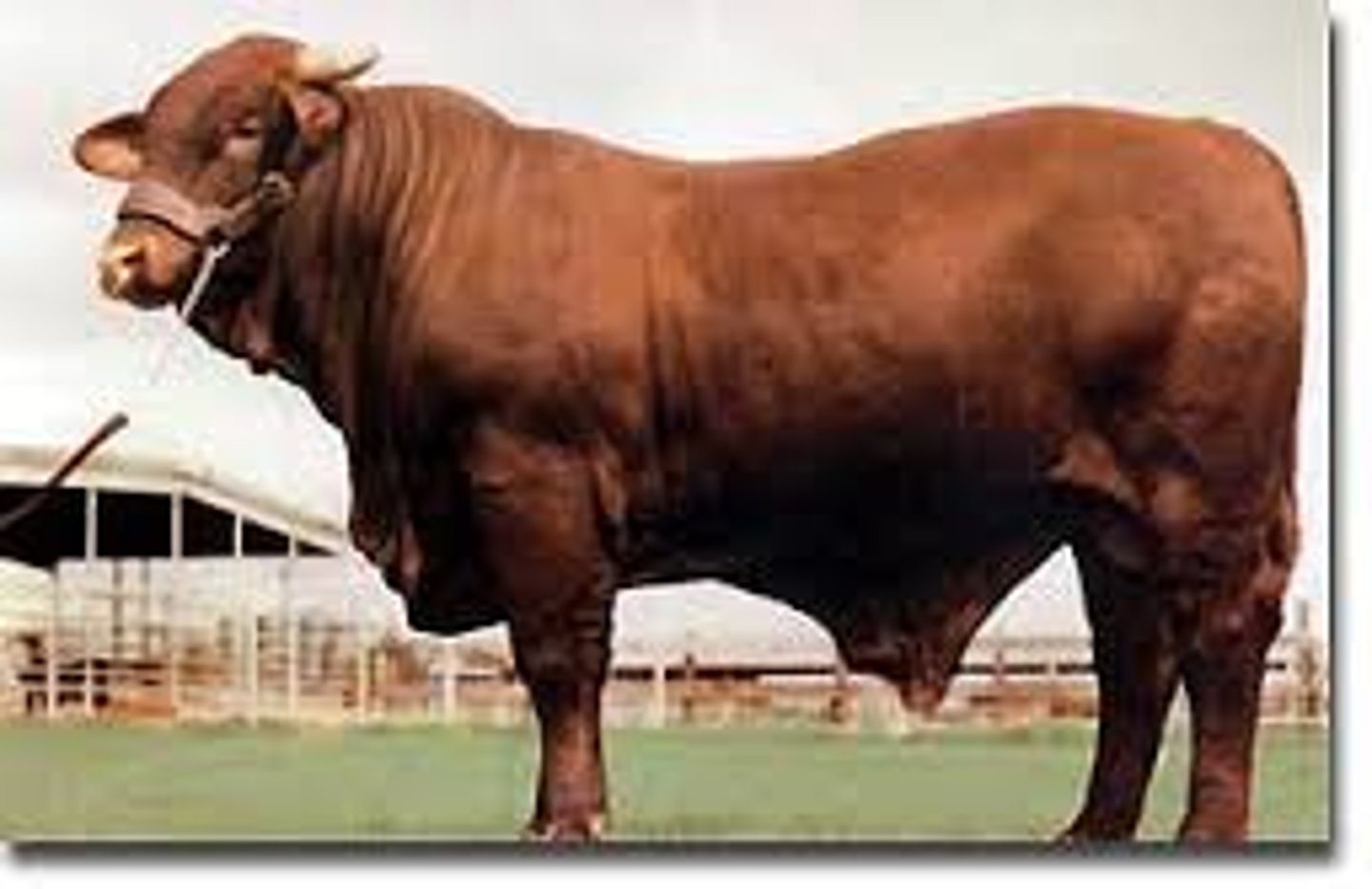 <p>American cattle breed:</p><p>-developed at the King Ranch, Kingsville TX</p><p>-5/8 Shorthorn, 3/8 Brahman</p><p>-"gerts"</p><p>-red and horned/polled</p><p>-growth, low quality grade</p><p>-in 1990, the King Dance created Santa Cruz (5/16 Shorthorn, 3/16 Brahman, 1/4 Red Angus and 1/4 Gelbvieh)= red, better carcass</p>