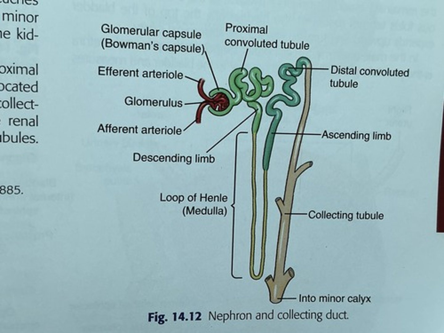 <p>Waste pathway (when hits minor calyx then its termed urine)</p>