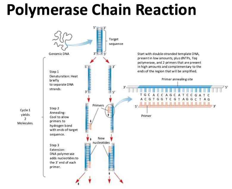<p>Generates copies of specific DNA sequences in an exponential manner. Each added cycle double the number of copies of the fragment</p>