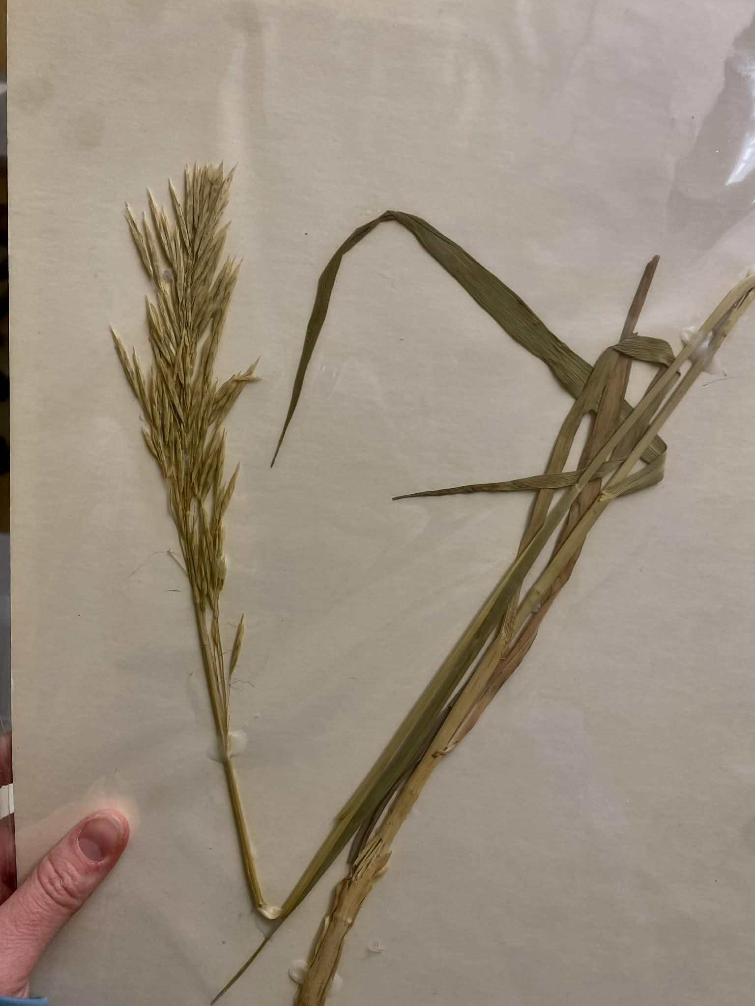 <p>Bromeae, A, I, Bromus hordeaceus, soft brome</p>