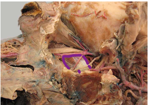 <p>Mastication</p>