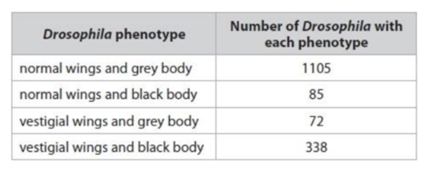 <p>- The phenotypic ratio in the F2 generation deviates significantly from the expected 9:3:3:1 ratio.</p><p>- This is because the genes for wing length and body colour are linked; they are located on the same chromosome.</p><p>- Consequently, the parental alleles (NG and ng) are often inherited together, leading to a much higher number of offspring with the parental phenotypes (normal wings/grey body and vestigial wings/black body).</p><p>- The offspring with non-parental or recombinant phenotypes (normal wings/black body and vestigial wings/grey body) are less common.</p><p>- These recombinant phenotypes are formed as a result of crossing over occurring between the two gene loci during prophase I of meiosis.</p>