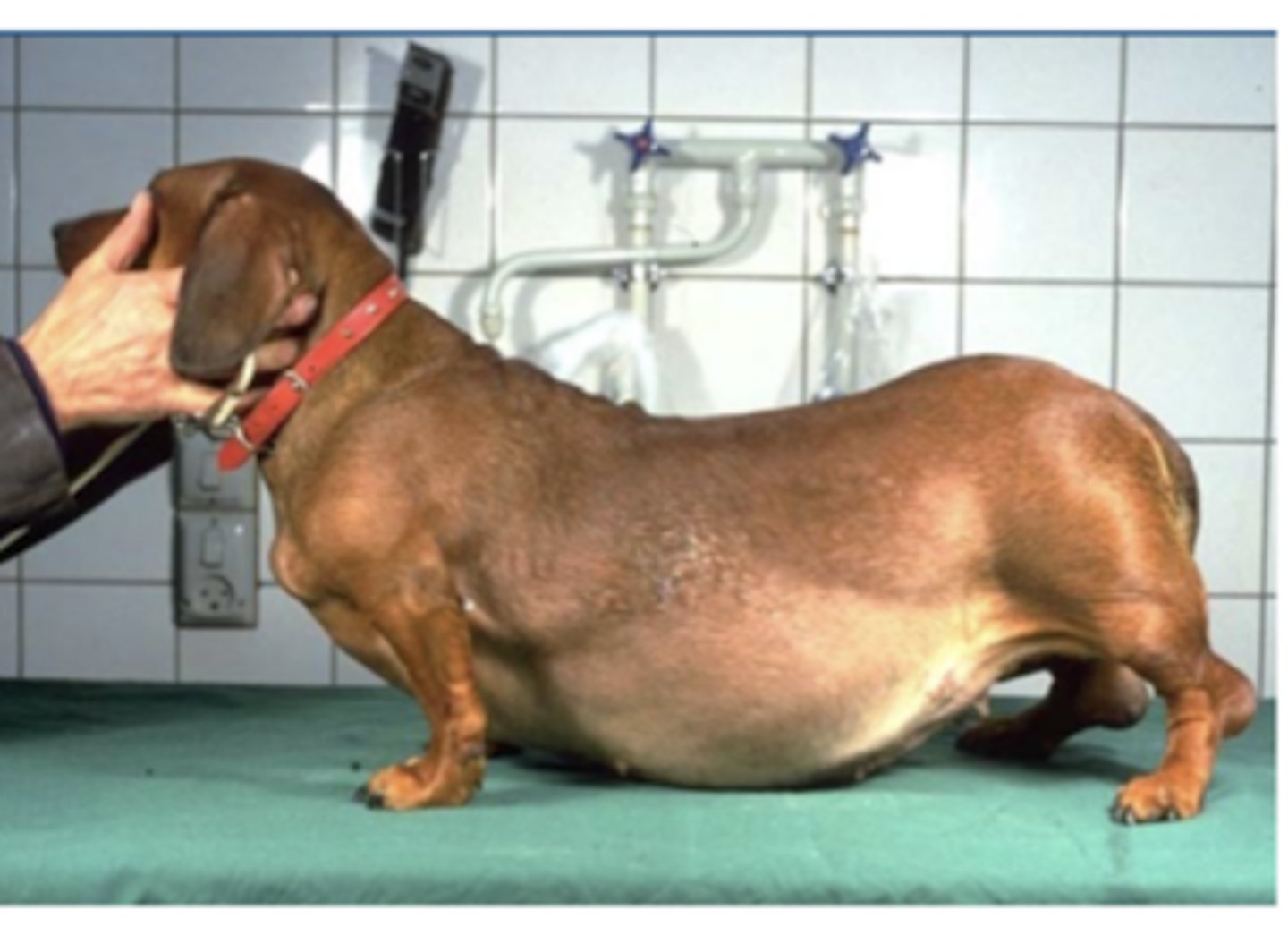 <p>-↓ protein synth</p><p>-↑ protein catabolism</p><p>-induces fat mobilization</p><p>these will result in:</p><p>-polyphagia</p><p>-pendulous abdomen</p><p>-obesity</p><p>-diabetes mellitus</p>