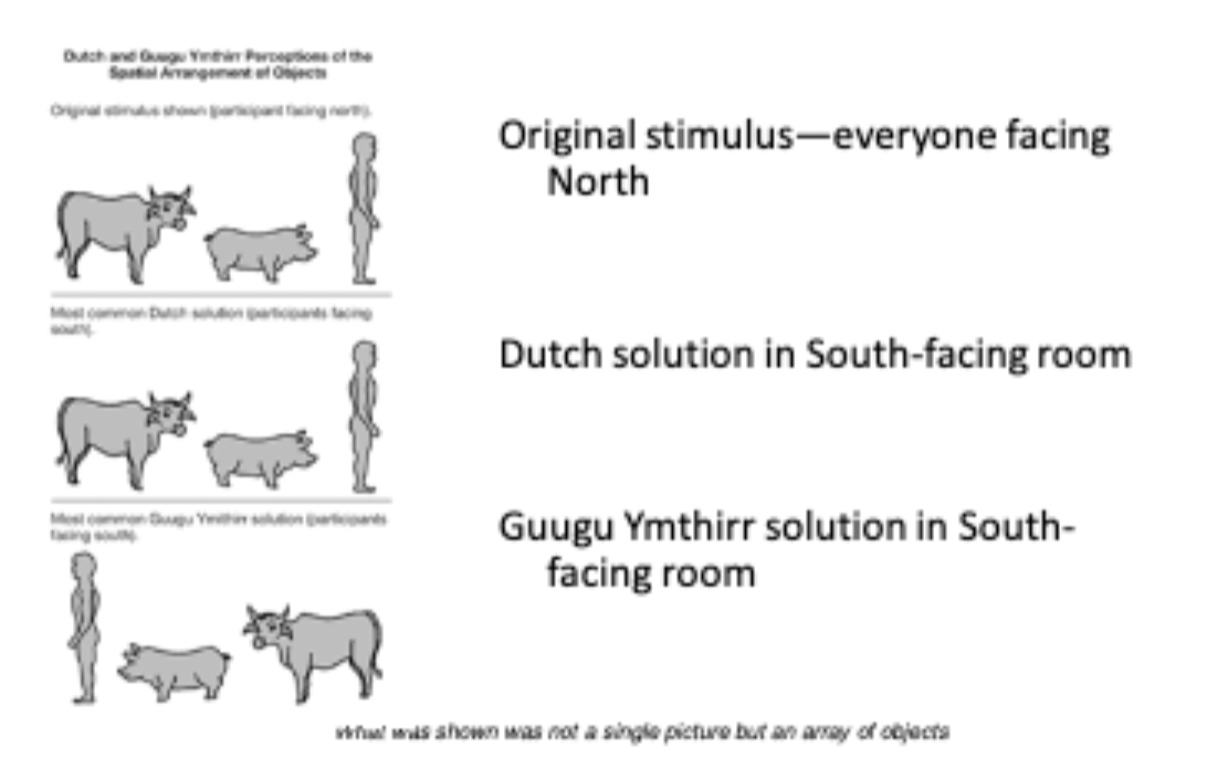 <ul><li><p>color terms differ around the world</p><ul><li><p>exist on a continuum, terms discrete</p></li><li><p>color boundaries in culture, divide up continuum/grid differently</p></li></ul></li><li><p>spatial perception/organization</p><ul><li><p>some use right,left, behind others use north, east</p></li><li><p>organize differently</p></li><li><p>space using absolute terms common in subsistence societies</p></li></ul></li><li><p>numbers</p><ul><li><p>numeric cognition more common in non-subsistence cultures (see other flashcard)</p></li></ul></li></ul><p></p>