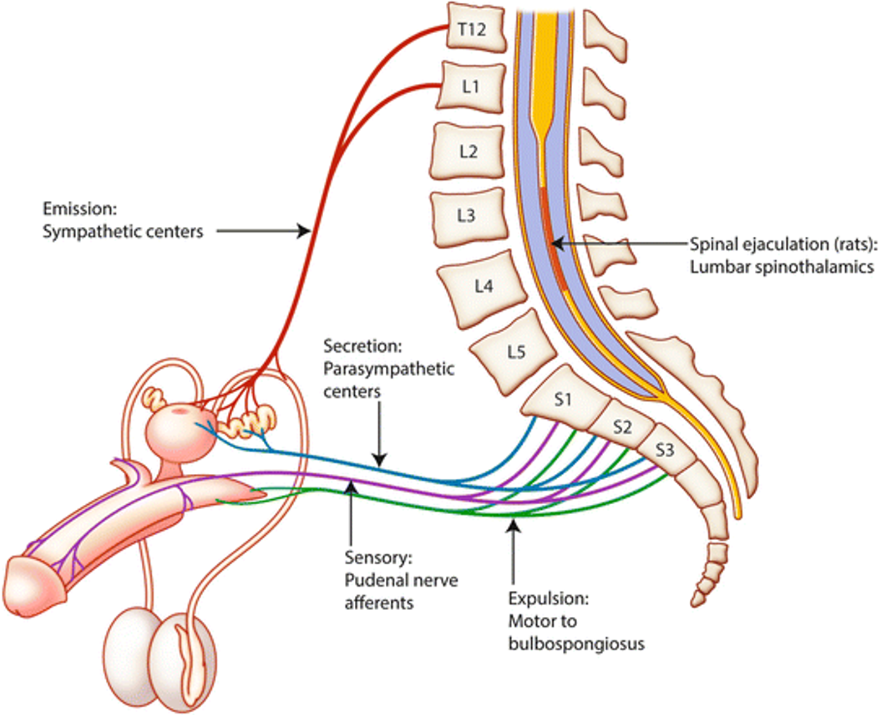 <p>Erectile Dysfunction</p>