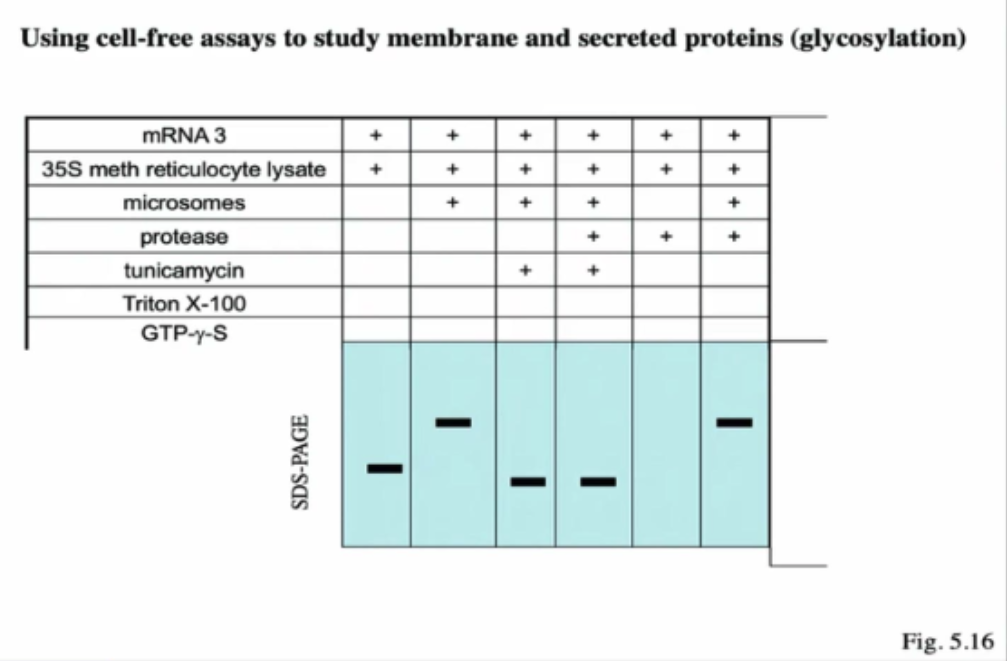 <ul><li><p>Lane 1  </p><ul><li><p>Only mRNA and the lysate</p></li></ul></li><li><p>Lane 2  </p><ul><li><p>mRNA + lysate + microsomes → L2 has a larger size than L1 bc L2 undergone glycosylation</p></li></ul></li><li><p>Lane 3</p><ul><li><p>mRNA + lysate + microsomes + tunicamysin → Lane 3 is smaller than L2 and L1 bc tunicamycin will block glycosylation (aka sugars aren't added, and its smaller than Lane 1 bc the signal sequence was cleaved inside microsome)</p></li></ul></li><li><p>Lane 4</p><ul><li><p>mRNA + lysate + microsomes + the protease + tunicamycin → L4 has the same band size as L3 bc inside the protein is already inside the microsomes. Addition of protease does not change the size of the protein</p></li></ul></li><li><p>Lane 5 </p><ul><li><p>mRNA + lysate + protease → Nothing on this gel bc w/o microsomes, the protein is left inside the cytoplasm to be digested by  protease</p></li></ul></li><li><p>Lane 6</p><ul><li><p>mRNA + lysate + microsomes + protease -&gt; Same as L2 bc glycosylation is occurring, sugars are being added so it's heavier than L3 and L4</p></li></ul></li></ul><p>creds to mbau &lt;3</p>