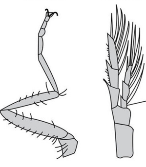 <p>What is the major difference between these two appendages? What phylum are these found in?</p>