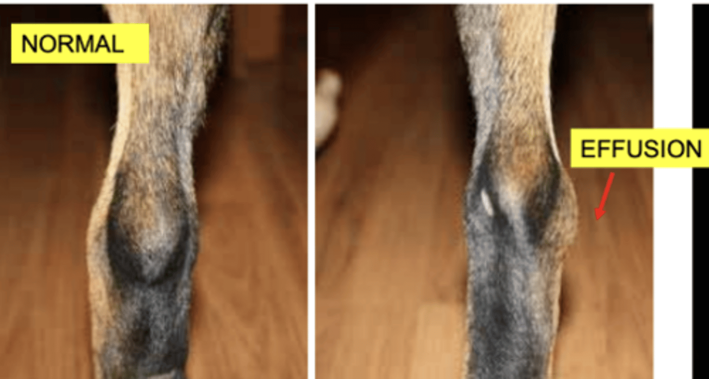 <p>What is the most common cause of hock joint effusion?</p>