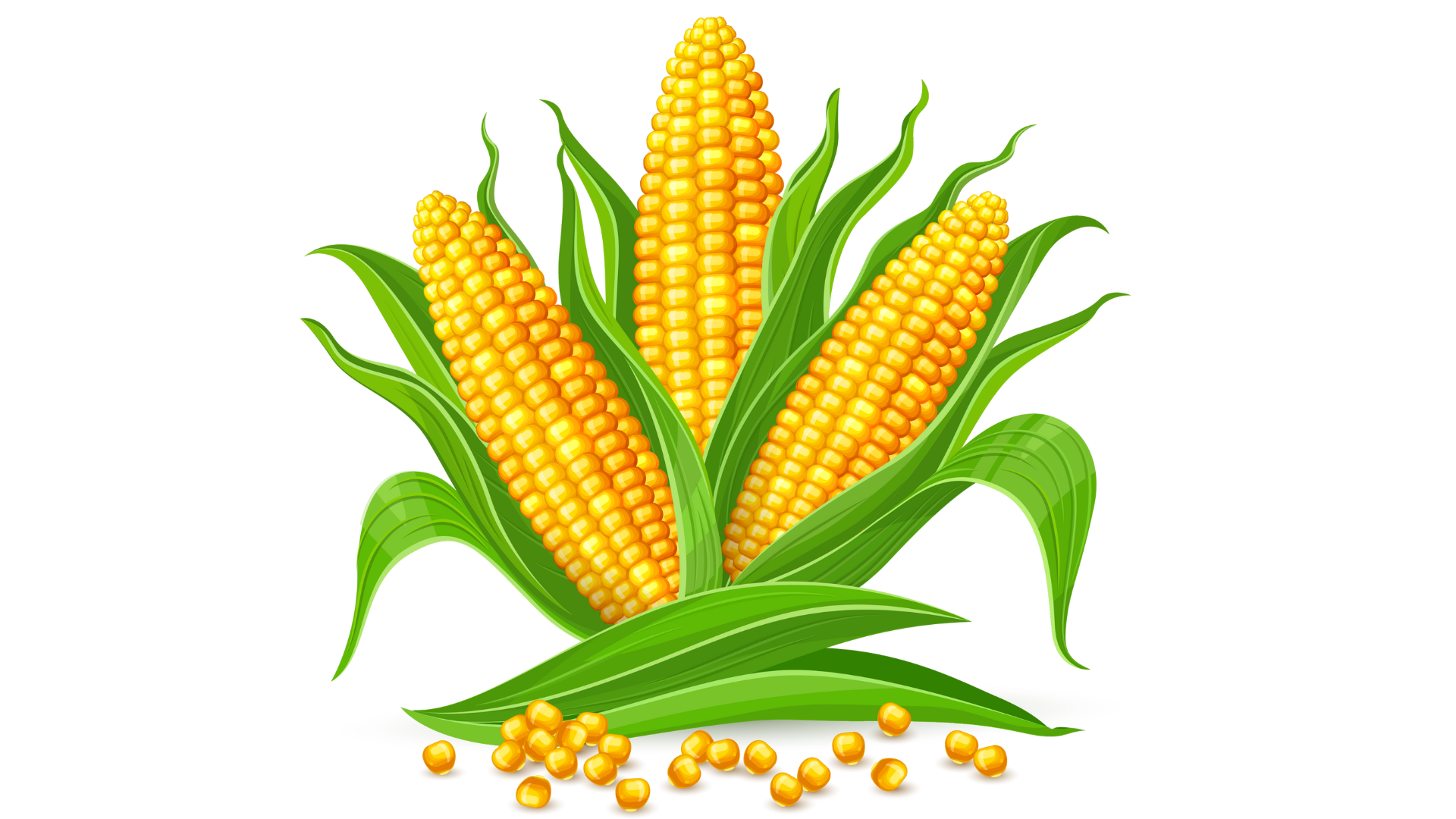 <p>Corn</p>