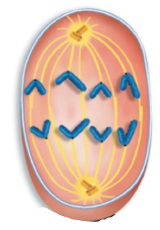 <p>Sister chromatids separate into daughter chromosomes and are pulled to opposite poles of the spindle apparatus, centromere first End with 92 seperate chromosomes, half near each</p>