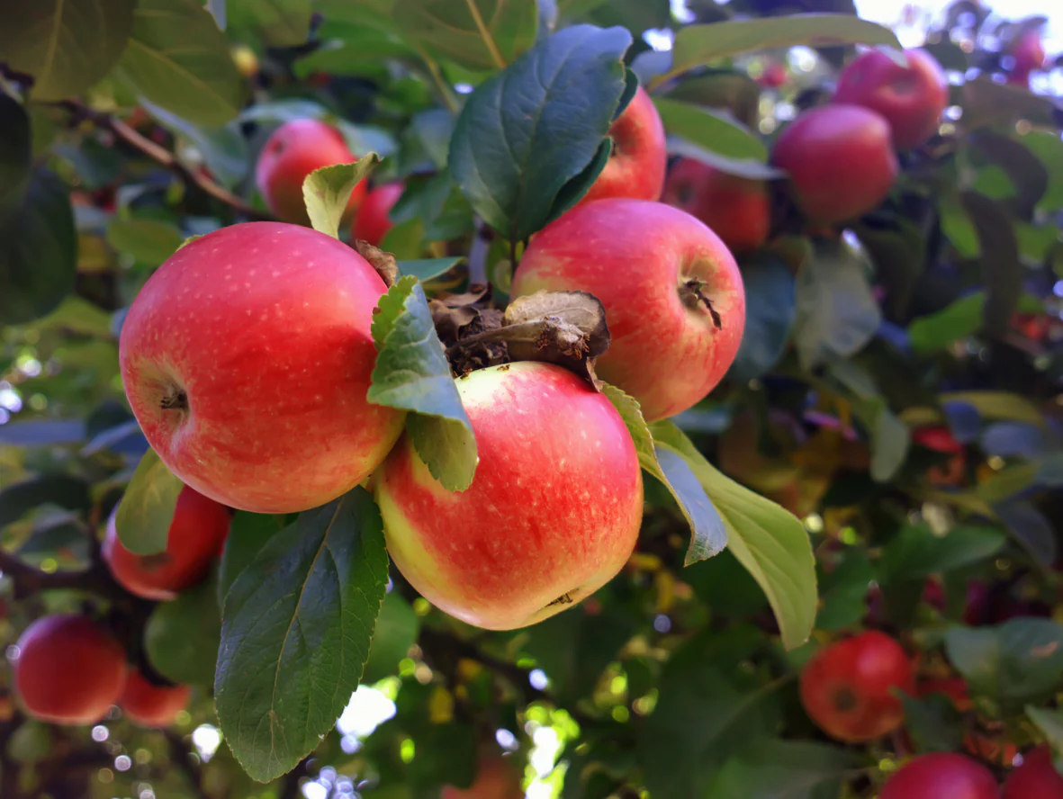 <p>What kind of fruit is an apple?</p>