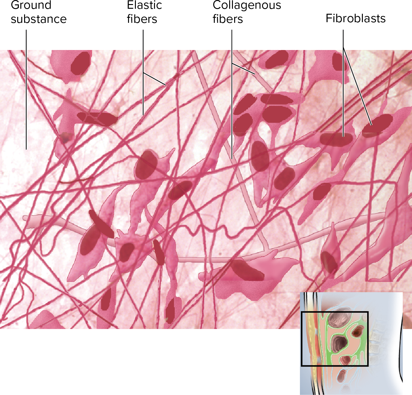 <p><strong>it anchors</strong> <span style="color: blue"><strong>epithelial tissue of skin</strong></span><strong> to structures under it</strong></p><p></p>