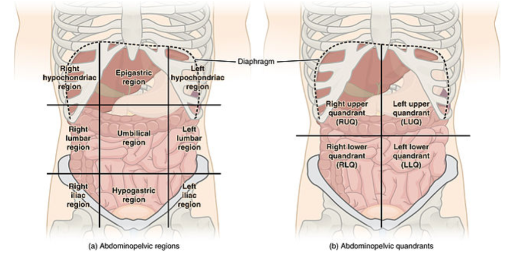 Study Abdominopelvic Regions