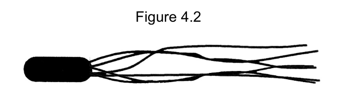 <p><span>Which of the following terms best describes the cell in Figure 4.2?</span></p>