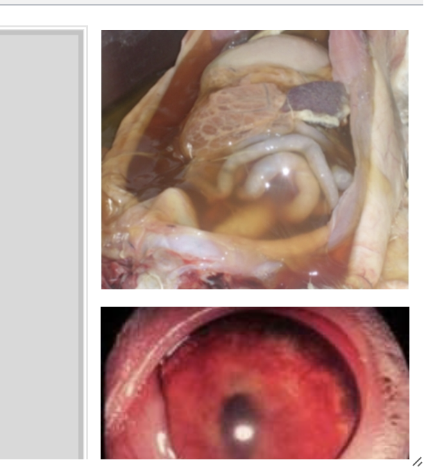 <p>Incubation weeks to months</p><p>Onset of clinical signs varies from slow to acute</p><p><strong>Early signs nonspecific</strong></p>