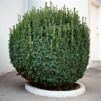 <p>bush (n)</p><p><span>/bʊʃ/</span></p>