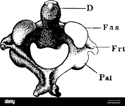 <ul><li><p>C2 of the spine (meaning it </p></li><li><p>allows the head to rotate </p></li><li><p>smaller and less wide than atlas </p></li></ul><p></p>