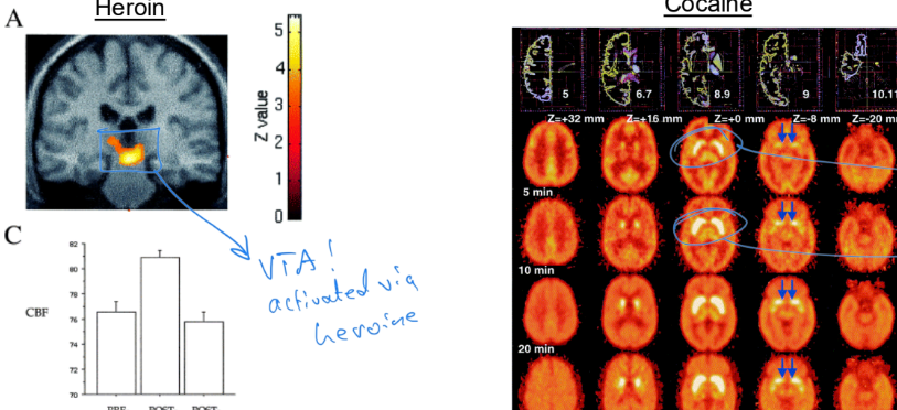 <p>_____ and ____ in the dopamine system are activated when ____ or ____ is used</p>