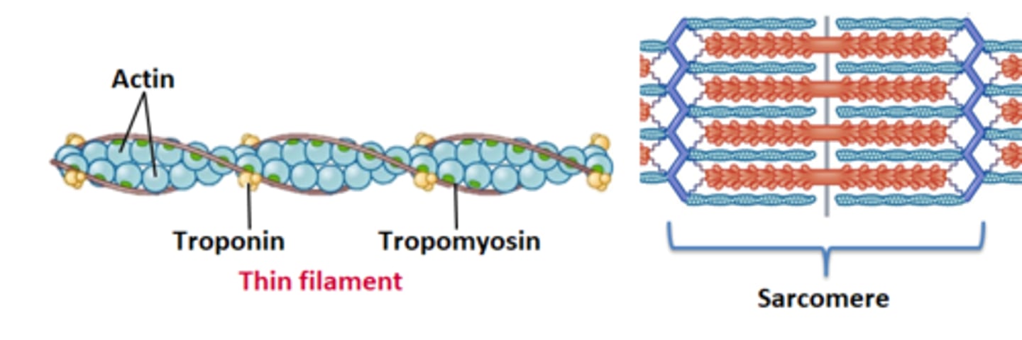 <p>Actin, troponin, and tropomyosin</p>
