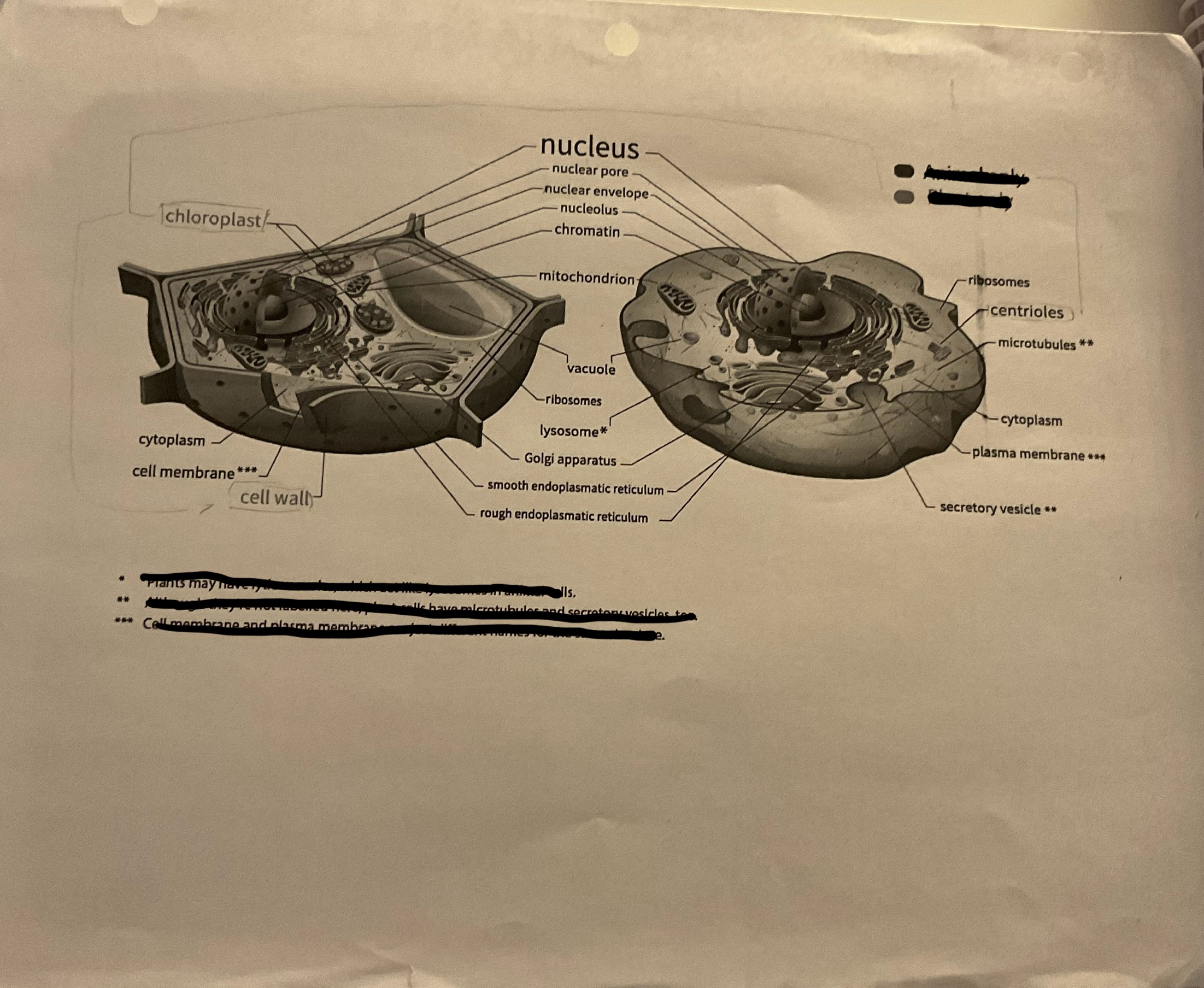 <p>which is plant, which is animal?</p><p></p>