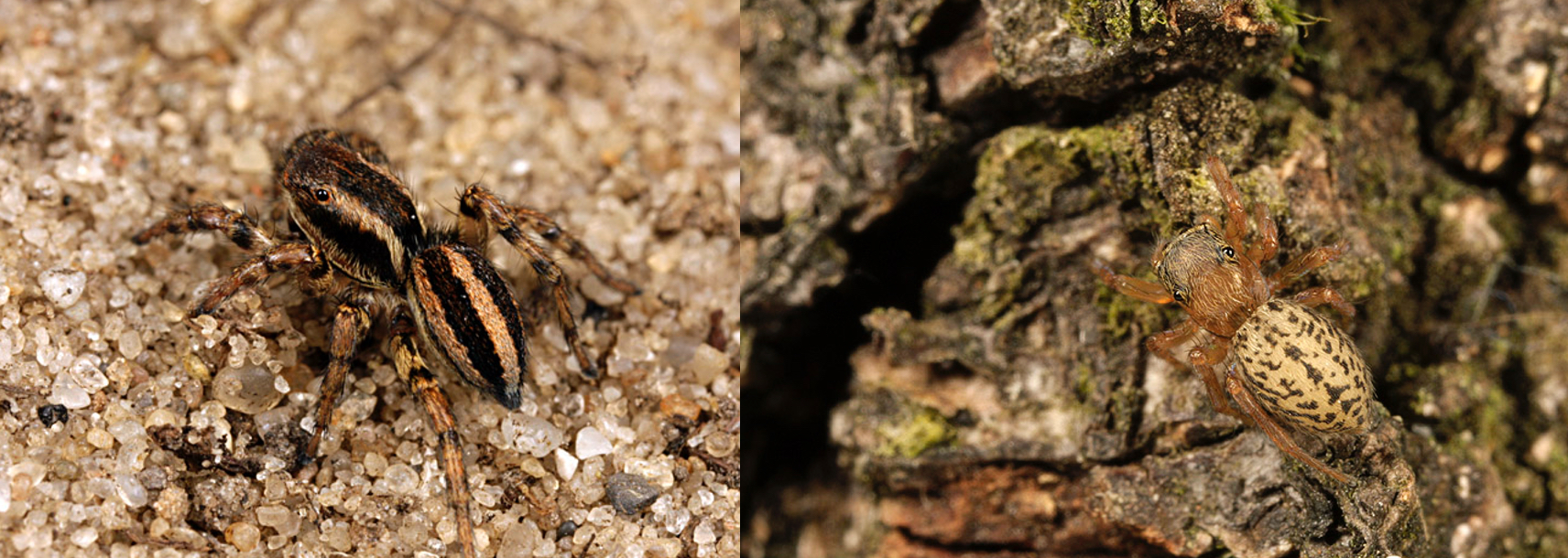 <p>Salticidae (Springspinnen)</p>