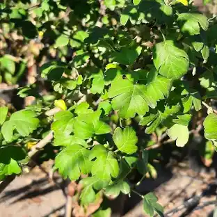 <p>crataegus laevigata </p>