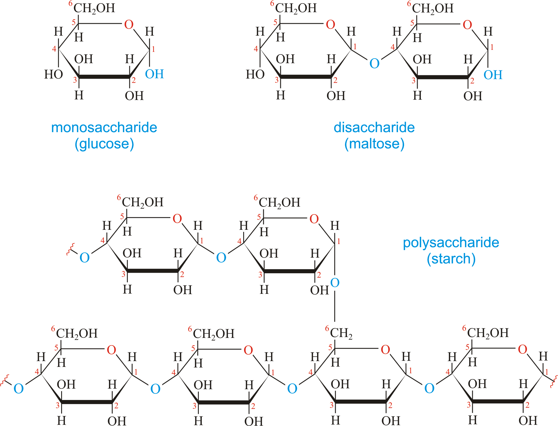 <p>animal vs plant carbohydrates</p>