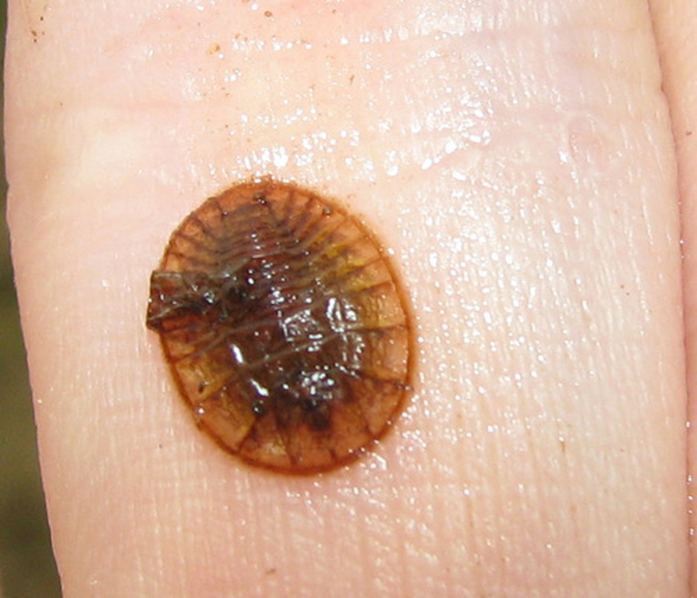 <p>Class 1, aquatic larva of beetle, often stick flat to surfaces like rocks, vary in color, eat plant debris, complete metamorphosis</p>