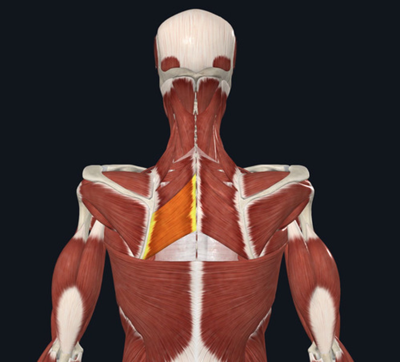 <ul><li><p><u>Origin:</u>&nbsp;<strong>Vertebrae</strong>, thoracic; spinous process</p></li><li><p><u>Insertion:</u>&nbsp;Scapula</p></li><li><p><u>Action:</u>&nbsp;Scapula adduction</p></li></ul><p></p>