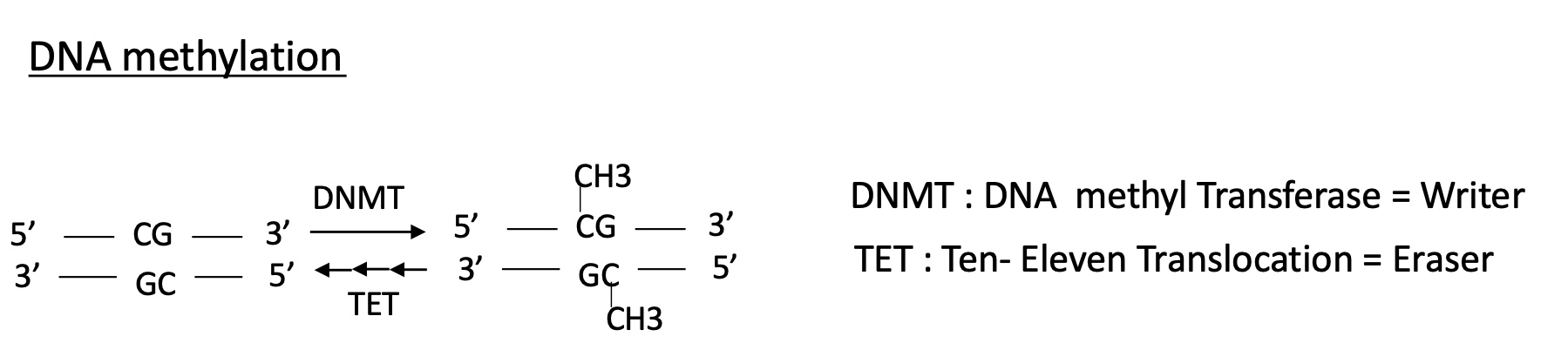 <p>1.4.2 how is the methylation of DNA controlled </p>
