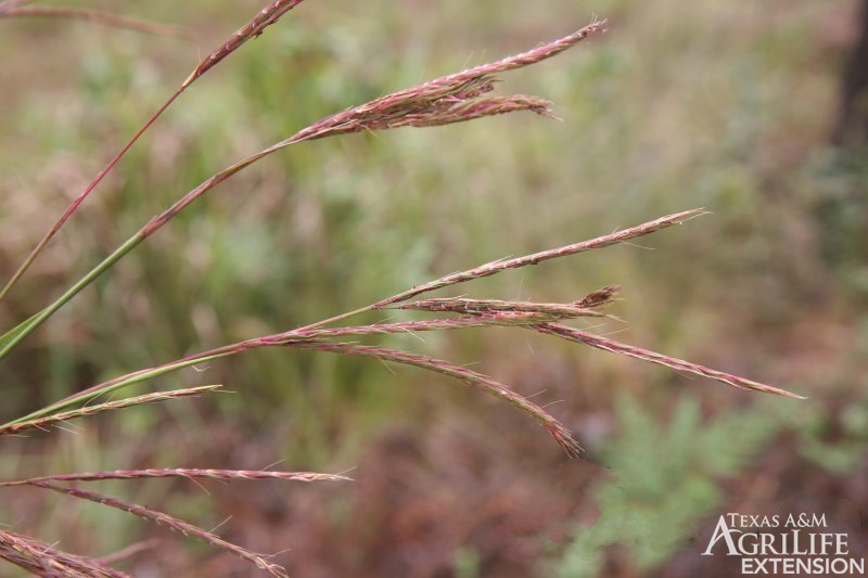 Big Bluestem