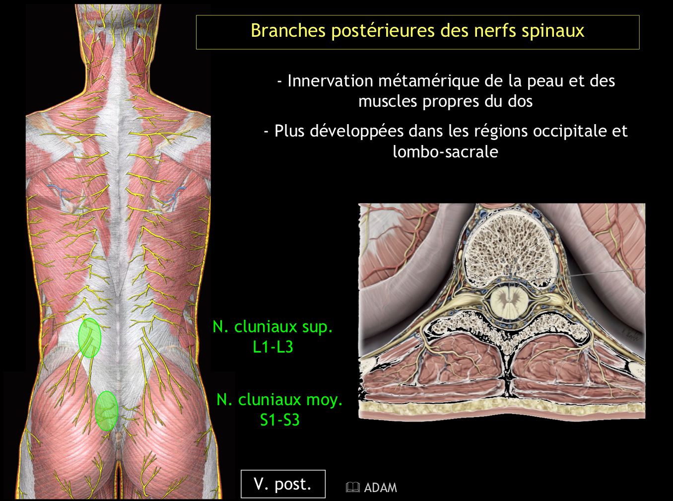 <p>Elle innerve les muscles du dos et les téguments postérieurs</p>