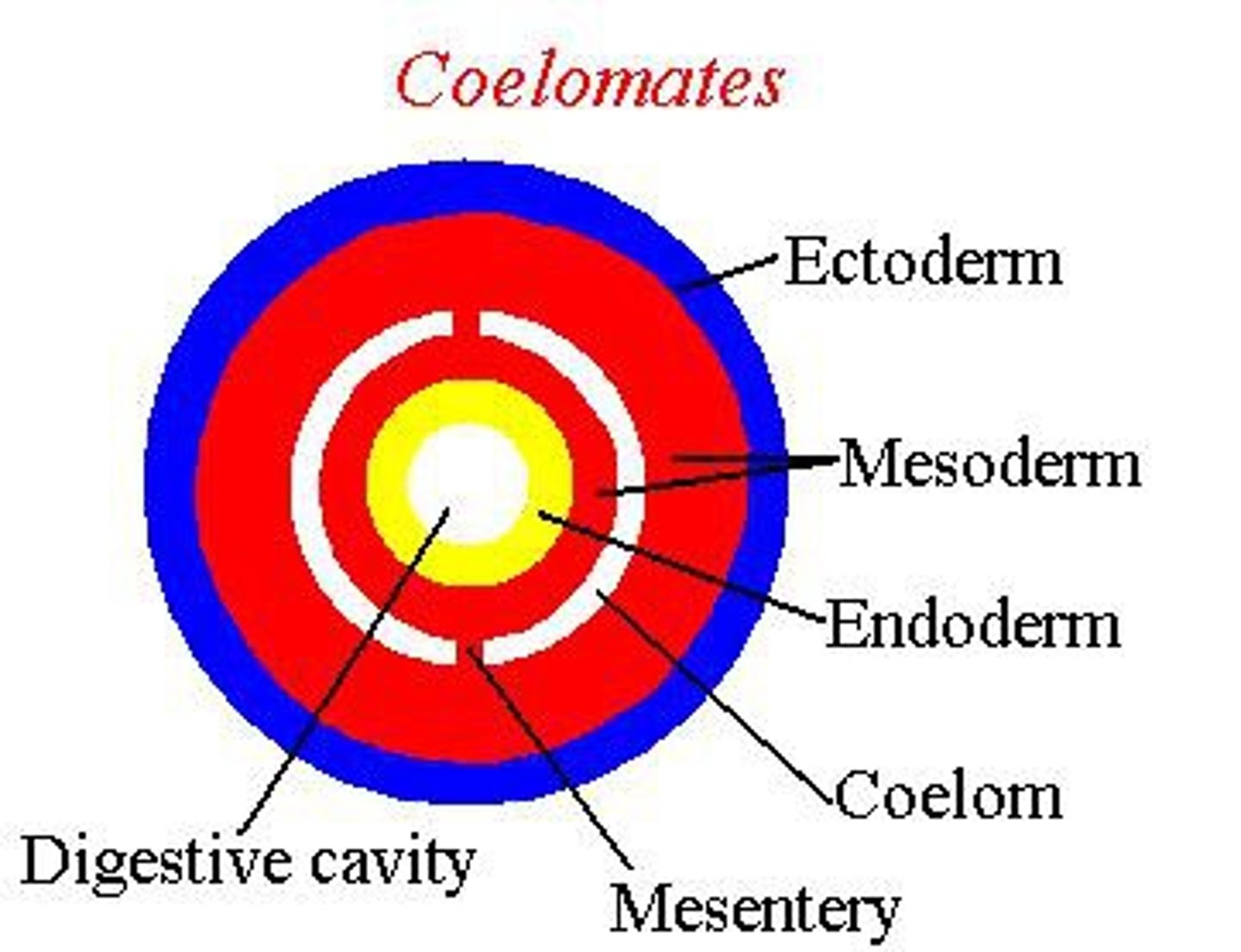 <p>Body cavity with complete lining derived from the mesoderm.</p>